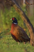 Pheasant (Phasianus colchicus), Faisan de Colchide, Faisan de chasse, Faisan Vulgar, Bad Dürkheim