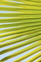 Sunlit palm leaf with shadow play of the leaf veins, cloudless blue sky in the background, close-up