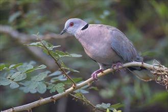 Mourning collared dove (Streptopelia decipiens), Lamin rice fields, Abuko, South Bank, Gambia,