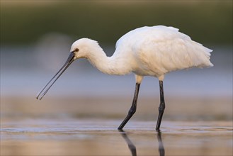 Spoonbill, (Platalea leucorodia), Floating Hide fixed, Tiszaalpar, Kiskunsagi National Park,