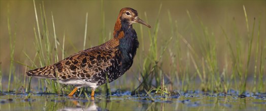 Ruff (Philomachus pugnax), male, Narew, Bialystok, Podlasie, Poland, Europe