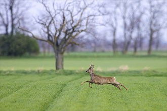 European roe deer (Capreolus capreolus) buck, male fleeing over field, farmland in spring