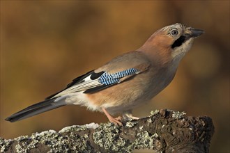 Jay, European Jay, Jay, eurasian jay (Garrulus glandarius), Geai des chênes, Arrendajo Comun,