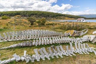 Whale skeletons and marine museum in the Estancia Harberton estate of missionary Thomas Bridges,