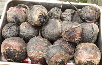 Close up of cooked roasted beetroot roots in metal tray, UK