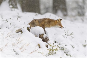 Red fox (Vulpes vulpes), in a snowy forest setting creates a serene winter wildlife scene, Czech