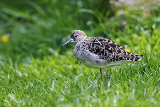 Ruff (Calidris pugnax), Germany, Europe