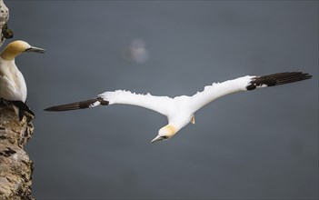 Northern Gannet, Morus bassanus, bird in flight over sea, Bempton Cliffs, North Yorkshire, England,