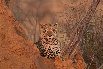 Leopard (Panthera pardus), looking directly into the camera in the soft evening light in the