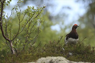 Willow ptarmigan (Lagopus lagopus) securing cock, Lofoten, Norway, Scandinavia, Europe