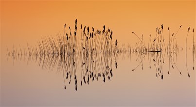 Reflection of reed stems silhouettes in water of pond at sunset in winter