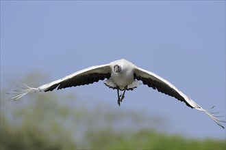 Red-crowned crane (Grus japonensis), immature, flying, captive, occurring in Asia