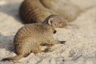 Banded mongoose (Mungos mungo), juvenile, captive, occurrence in Africa