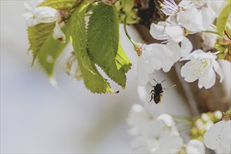 Bee on a cherry blossom, photographed in Jauernick-Buschbach, 12/04/2024