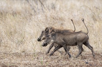 Common warthog (Phacochoerus africanus), two warthogs with tails up walking through dry grass,