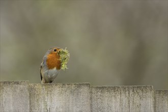 European robin (Erithacus rubecula) adult bird on a garden fence with nesting material in its beak