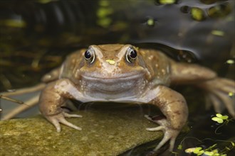 Common frog (Rana temporaria) adult in a garden pond in the spring, Suffolk, England, United