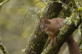 Red squirrel (Sciurus vulgaris) adult animal on a tree branch, Yorkshire, England, United Kingdom,