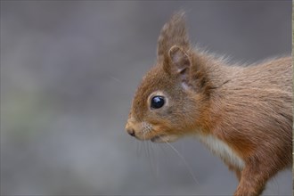 Red squirrel (Sciurus vulgaris) adult animal head portrait, Yorkshire, England, United Kingdom,