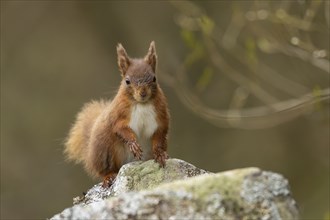 Red squirrel (Sciurus vulgaris) adult animal on a dry stone wall, Yorkshire, England, United