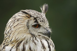 Bengal Eagle Owl or Indian Eagle Owl (Bubo bengalensis, Bubo bubo bengalensis), portrait, captive,