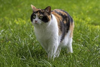 Cat, European shorthair, felidae (Felis catus), tricoloured, running in the grass,