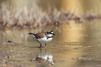 Close up at a Little ringed plover (Charadrius dubius) walking in the water with reflections