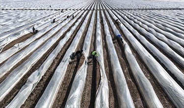 The first asparagus is harvested from a foil-covered asparagus field, Beelitz, 26/03/2024