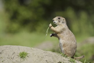 Black-tailed prairie dog (Cynomys ludovicianus) foraging, captive, occurring in North America