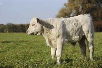 Charolais cattle (Bos primigenius taurus), calf on a pasture, North Rhine-Westphalia, Germany,