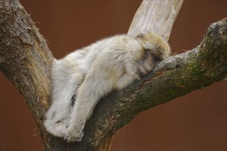 Barbary macaque (Macaca sylvanus) sleeping on a tree, captive, occurring in Morocco, Algeria and