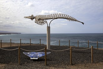 Skeleton of common beaked whale at El Cotillo, Fuerteventura, Canary Islands, Spain, Europe