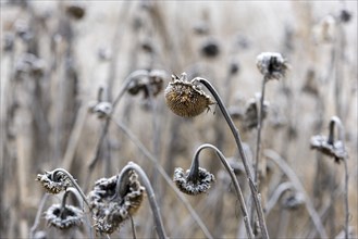 Sunflowers in winter, ice, snow (Helianthus annuus), winter, field, Baden-Württemberg, Germany,