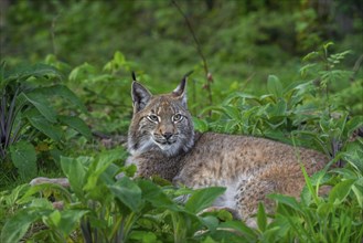 Eurasian lynx (Lynx lynx) resting in thicket of forest