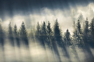 Fog and forest in OberÃ¤geri in the canton of Zug, Switzerland, Europe