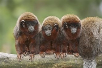 Red jumping monkey or red titi (Plecturocebus cupreus, Callicebus cupreus), captive, occurring in