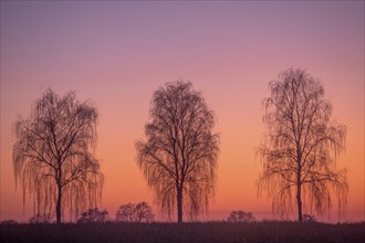 Hanging birch trees in the evening light (Pedula pendula) Village in Münsterland, North