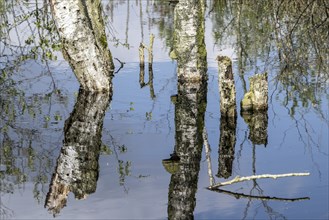 Moorland, rewetting, dead birch trees (Betula pendula), Emsland, Lower Saxony, Germany, Europe