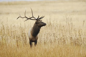 Wapiti (Cervus canadensis, Cervus elaphus canadensis), male, Yellowstone National Park, Wyoming,