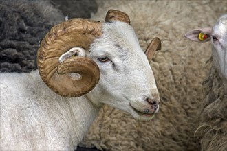 Male, shorn Moorschnucke with horn (Ovis aries), Rehna, Mecklenburg-Vorpommern, Germany, Europe