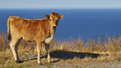 A brown calf stands on a cliff overlooking a sunny sea, farm animals, Mani Peninsula, Peloponnese,