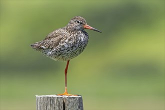 Common redshank (Tringa totanus) in breeding plumage perched on one leg on wooden fence pole along