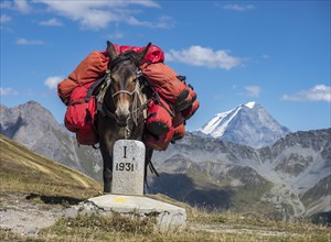 Pack animal at the Grand Col Ferret, carries luggage of hiking groups on the tour Mont Blanc,