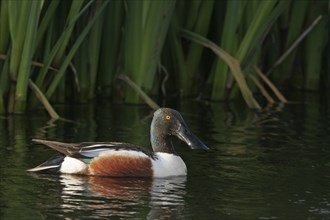 Northern shoveler (Anas clypeata), swimming in the water, Texel, Noordholland, Holland