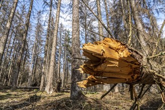 Forest dieback in Arnsberg Forest, northern Sauerland, dead spruce trees, deadwood, North