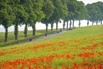 Country road near Warstein, row of trees, cornfield with blooming poppies, Sauerland, North