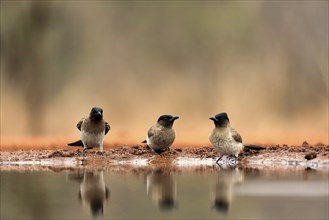 Grey bulbul (Pycnonotus barbatus), adult, group, three birds, at the water, Kruger National Park,