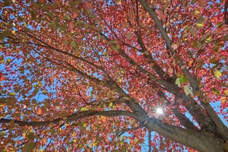 Autumn tree (Acer), with red leaves in front of clear blue sky and sunbeams, autumn, New Hampshire,