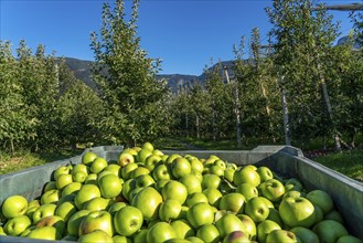 Apple-growing region in the Adige Valley, South Tyrol, large areas under cultivation, in South