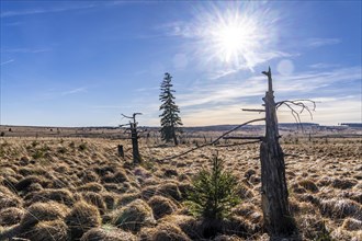 The High Fens, raised bog, in the Eifel and Ardennes region, High Fens-Eifel nature park Park,